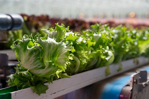 Little Leaf Farm Tour 2026