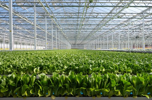 Little Leaf Farm Tour 2026