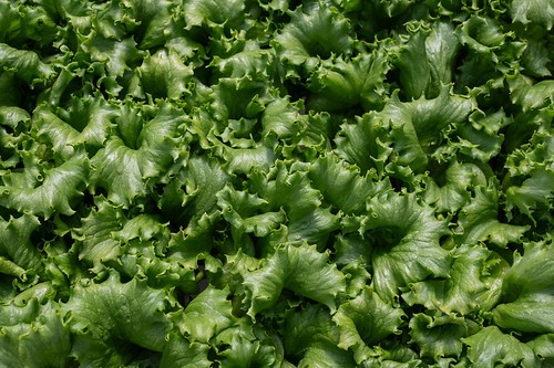 Little Leaf Farm Tour 2026