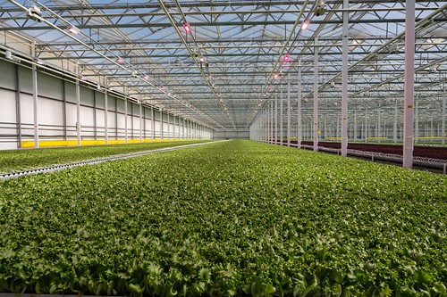 Little Leaf Farm Tour 2026